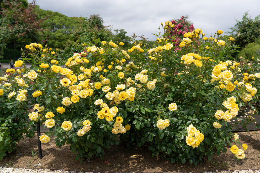バラ園の風景 秘密のバラ園！写真映えスポット満載の野市ローズガーデン | EIMONS